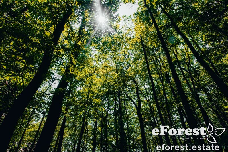 Crevedia, teren premium 800 mp, acces rapid DN1A, cartier nou, Crevedia